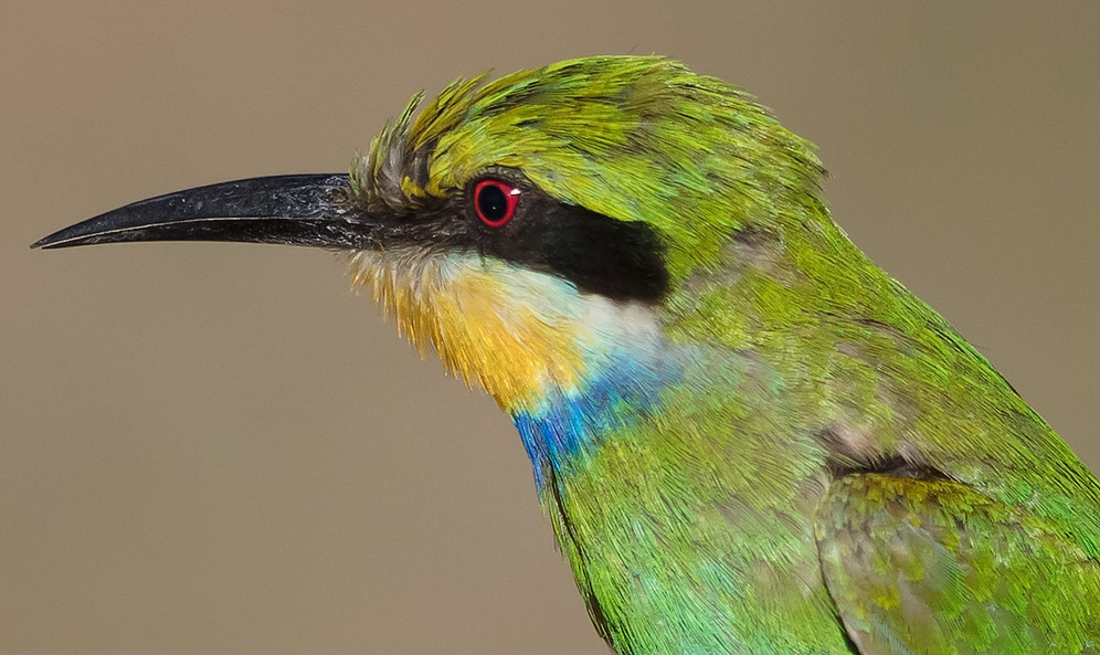 Swallow-tailed Bee-eater